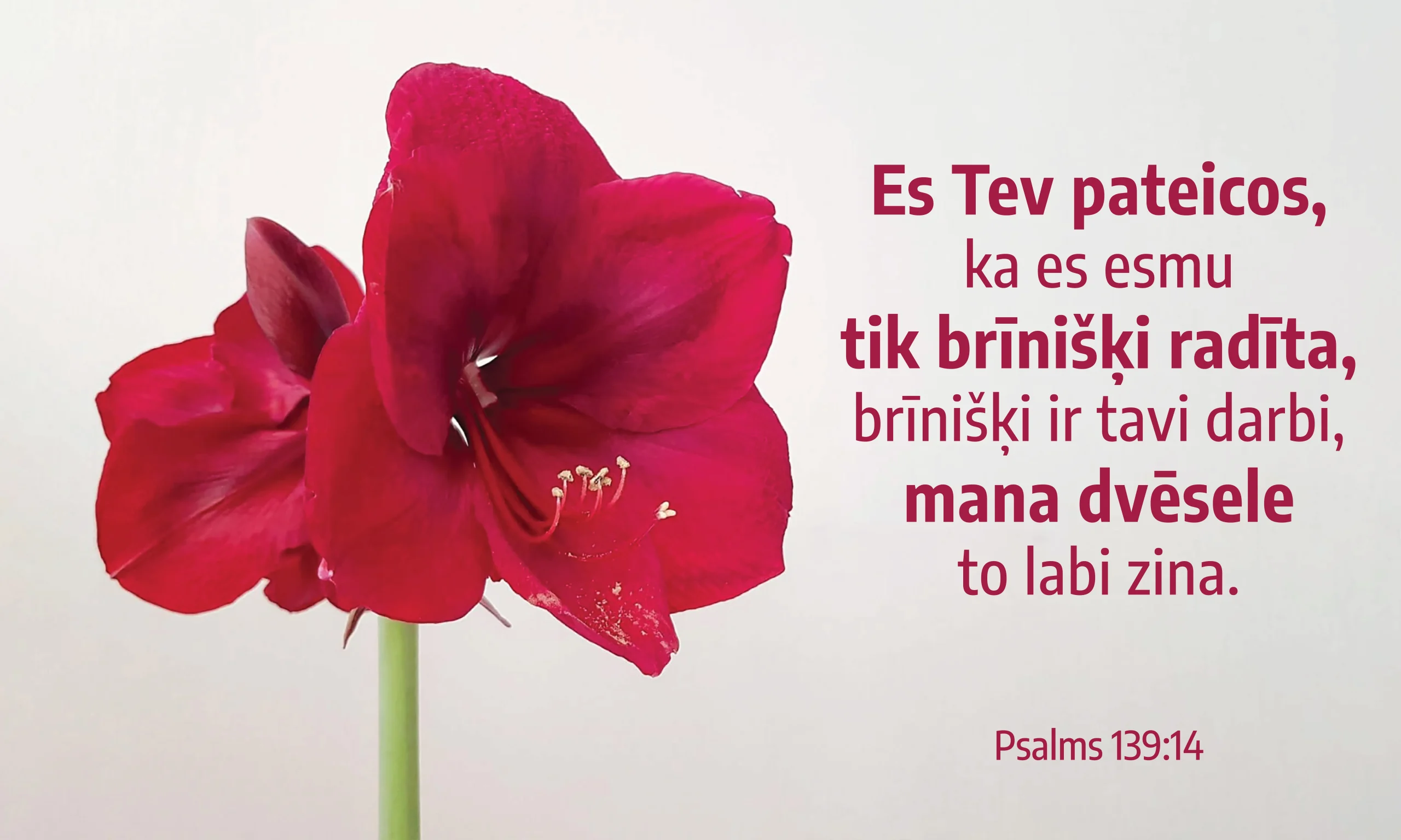 Kanva ar amarilli un tekstu no Svētajiem Rakstiem: Es Tev pateicos, ka es esmu tik brīnišķi radīts, brīnišķi ir tavi darbi, mana dvēsele to labi zina.