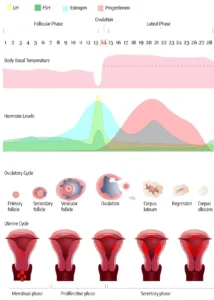 Ovaries uterine cycle